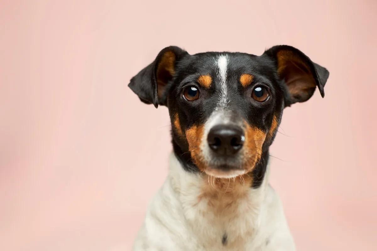 Rewards MyPet – Online Rebate SubmissionReviewed by Noah Kim - Pet Care Reviewer Rewards MyPet – Online Rebate SubmissionReviewed by Noah Kim - Pet Care Reviewer