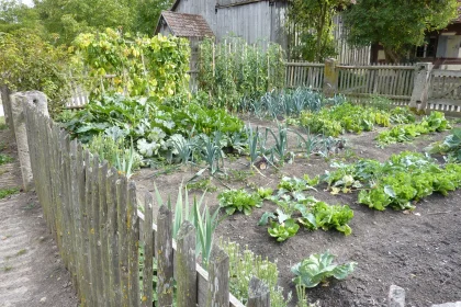 Setting Up a House Herb Backyard garden