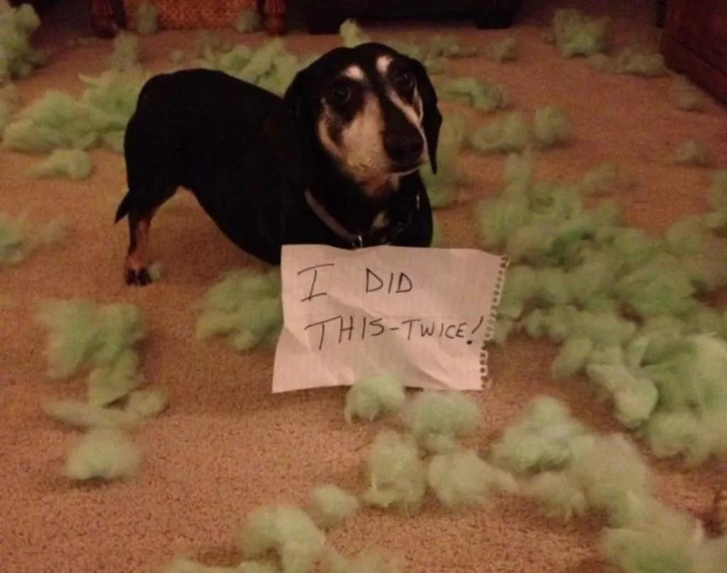 The #1 Thing People Get Wrong About Dog Food The #1 Thing People Get Wrong About Dog Food