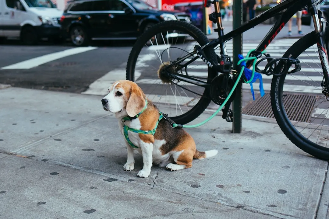 Time To Pet ReviewReviewed by Noah Kim - Pet Care Reviewer