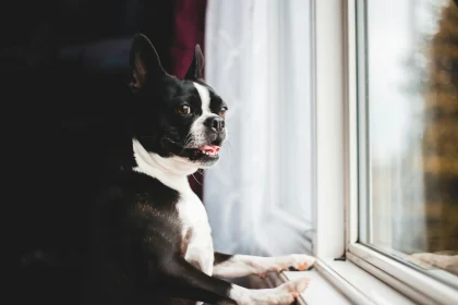 Understanding Your Pet’s Body Language