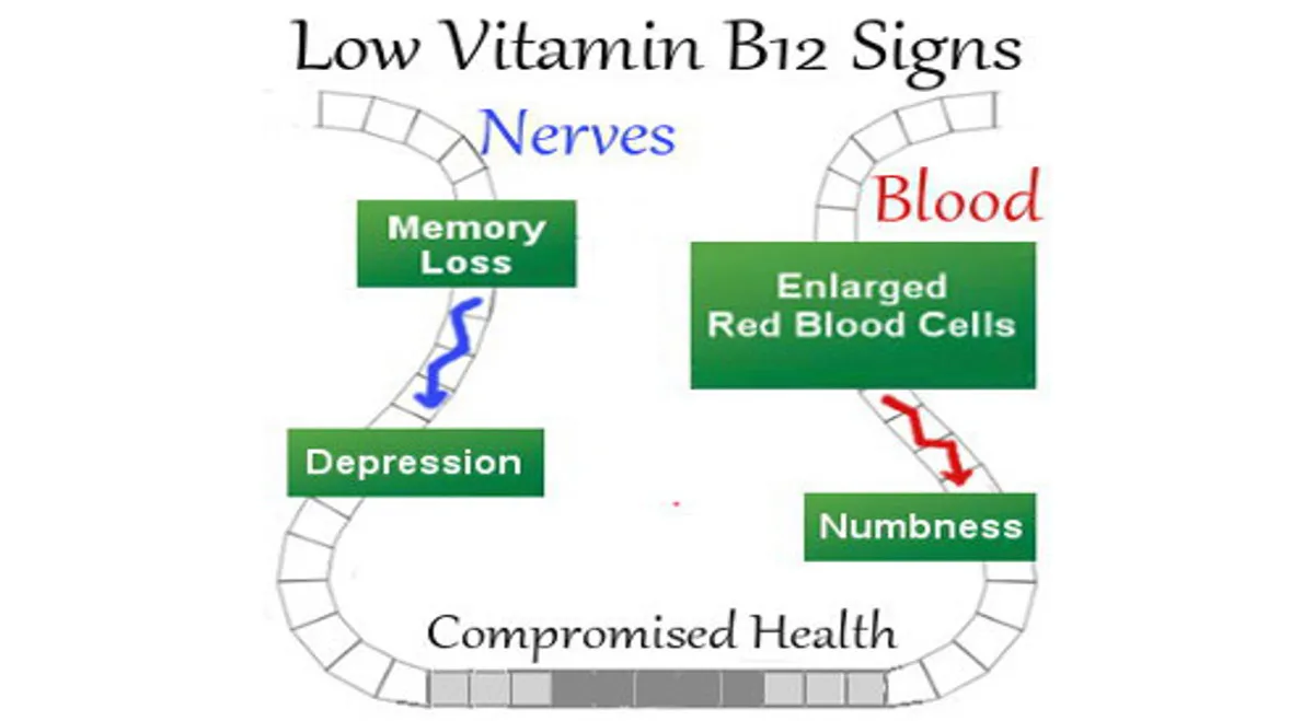 Vitamin B12 deficiency: Two signs in your cough that may be signalling low levels of B12Reviewed by Megan Foster - Evidence-Based Wellness Editor Vitamin B12 deficiency: Two signs in your cough that may be signalling low levels of B12Reviewed by Megan Foster - Evidence-Based Wellness Editor