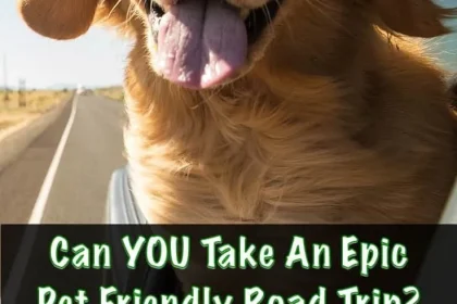 You can’t pet this dog, but you can take them on a road trip