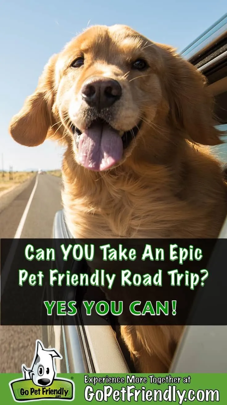 You can’t pet this dog, but you can take them on a road tripReviewed by Jordan Hale - Pet Products Reviewer You can’t pet this dog, but you can take them on a road tripReviewed by Jordan Hale - Pet Products Reviewer