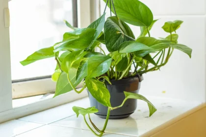 You Need These Trailing Plants That Are Almost Impossible to Kill