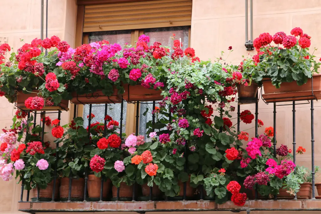 21 Secret Grow a Beautiful Balcony PlantsReviewed by Logan Fisher - Home Gardening Reviewer 21 Secret Grow a Beautiful Balcony PlantsReviewed by Logan Fisher - Home Gardening Reviewer