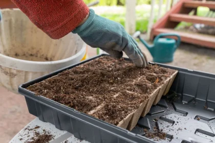 3 Best Seed Starter Soils (Helps Grow Healthy Plants)