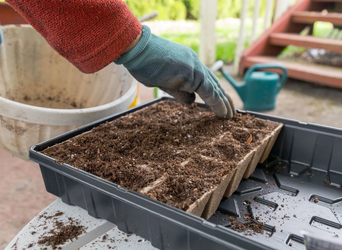 3 Best Seed Starter Soils (Helps Grow Healthy Plants)Reviewed by Ben Lawson - Practical Garden Tips Editor 3 Best Seed Starter Soils (Helps Grow Healthy Plants)Reviewed by Ben Lawson - Practical Garden Tips Editor