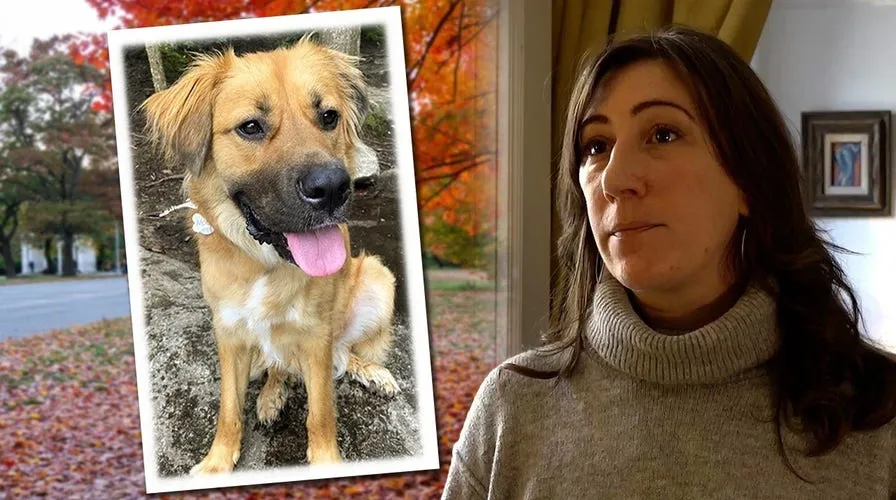 A Woman Nearly Killed Her Adopted Puppy While She Was SleepingReviewed by Lily Hart - Pet Content Editor A Woman Nearly Killed Her Adopted Puppy While She Was SleepingReviewed by Lily Hart - Pet Content Editor