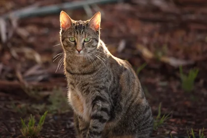 Feral Cats As Portion-Time Animals