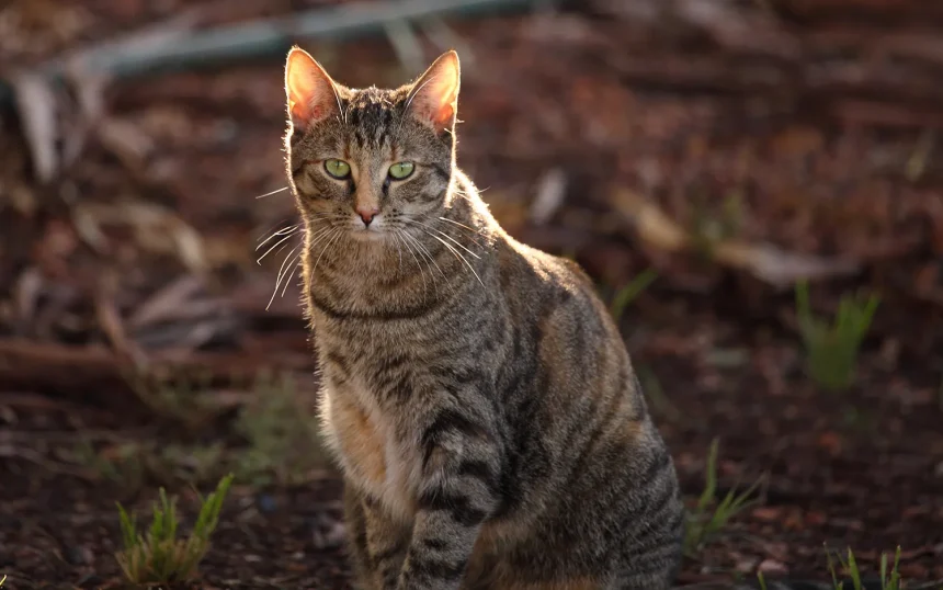 Feral Cats As Portion-Time Animals