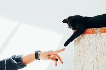 Pets Are Enormous Duty But Assist To Maintain You Nutritious And Happy