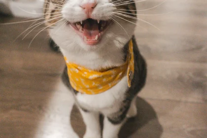 The Top 3 Good Reasons Why Cats Are Superior Pets Than Dogs