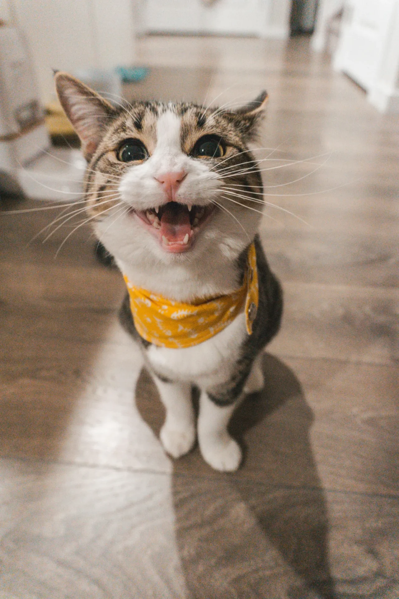 The Top 3 Good Reasons Why Cats Are Superior Pets Than DogsReviewed by Jordan Hale - Pet Products Reviewer The Top 3 Good Reasons Why Cats Are Superior Pets Than DogsReviewed by Jordan Hale - Pet Products Reviewer