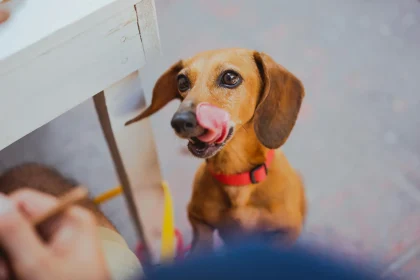 This is How Spinach for Dogs (Keep Young and Healthy)