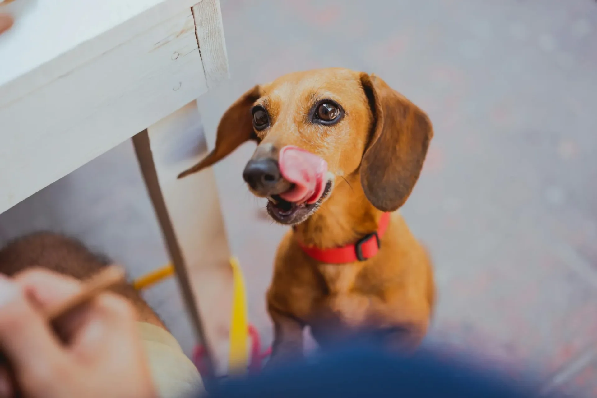 This is How Spinach for Dogs (Keep Young and Healthy)Reviewed by Lily Hart - Pet Content Editor