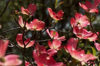 16 Rich Answer to Dogwoods are flowering trees