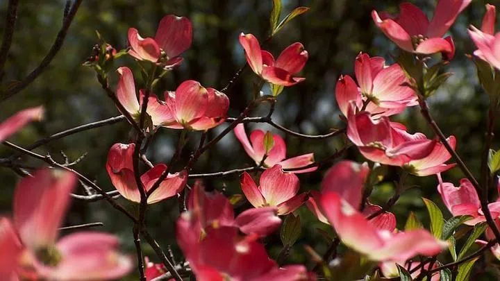 16 Rich Answer to Dogwoods are flowering treesReviewed by Erin Wallace - Plant Care Editor 16 Rich Answer to Dogwoods are flowering treesReviewed by Erin Wallace - Plant Care Editor