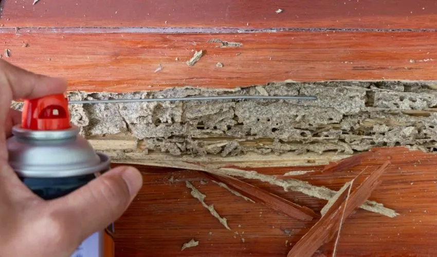 4 Suggestions for Termite Damage on Hardwood Floors SuccessReviewed by Rachel Kim - Material and Finish Reviewer