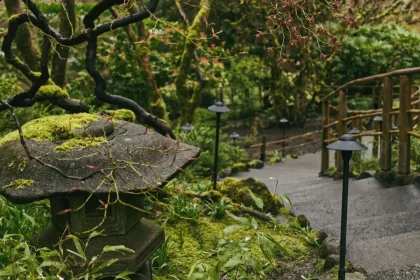A Bog In The Garden?