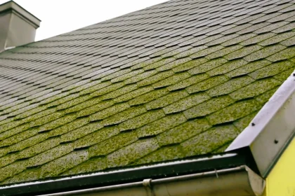 An Analysis Of 12 Prevent Moss on Roof Strategies… Here is What We Learned