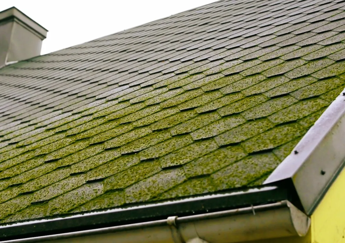 An Analysis Of 12 Prevent Moss on Roof Strategies… Here is What We LearnedReviewed by Rachel Kim - Material and Finish Reviewer An Analysis Of 12 Prevent Moss on Roof Strategies… Here is What We LearnedReviewed by Rachel Kim - Material and Finish Reviewer