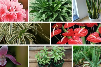 Are Home Gardens Good For The Environment Abuse – How Not to Do It