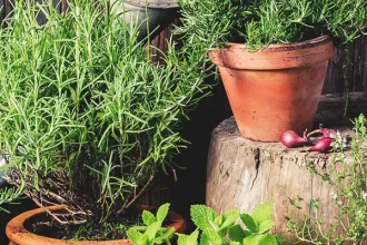 Are Home Gardens Good For The Environment Alternatives For Everybody