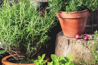 Are Home Gardens Good For The Environment Alternatives For everybody