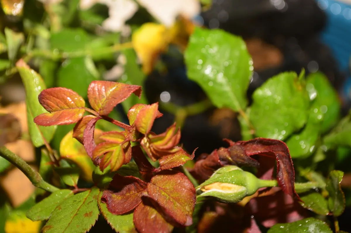 Are Home Gardens Good For the Environment If There is Heavy Rain?Reviewed by Ben Lawson - Practical Garden Tips Editor Are Home Gardens Good For the Environment If There is Heavy Rain?Reviewed by Ben Lawson - Practical Garden Tips Editor