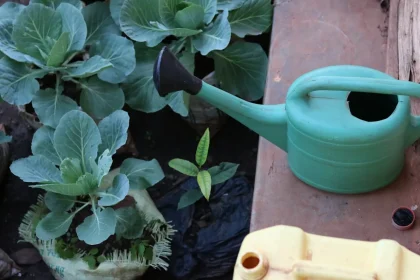 Are Home Gardens Good For The Environment Would Not Need To Be Onerous. Learn These 3 Tips