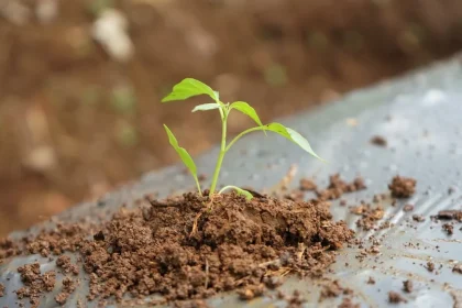 Be Especially Cautious When Harvesting Seeds