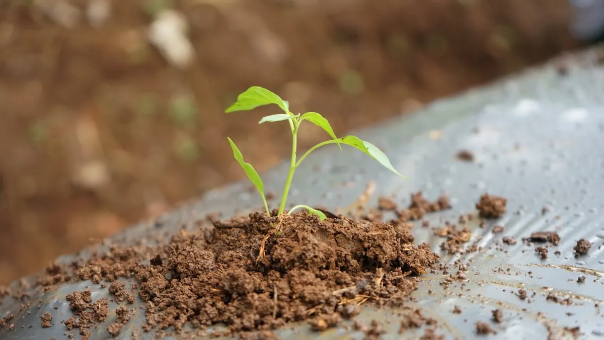Be Especially Cautious When Harvesting SeedsReviewed by Erin Wallace - Plant Care Editor Be Especially Cautious When Harvesting SeedsReviewed by Erin Wallace - Plant Care Editor