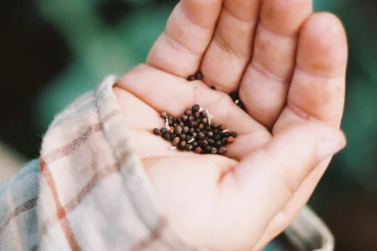 Be Particularly Cautious When Harvesting Seeds