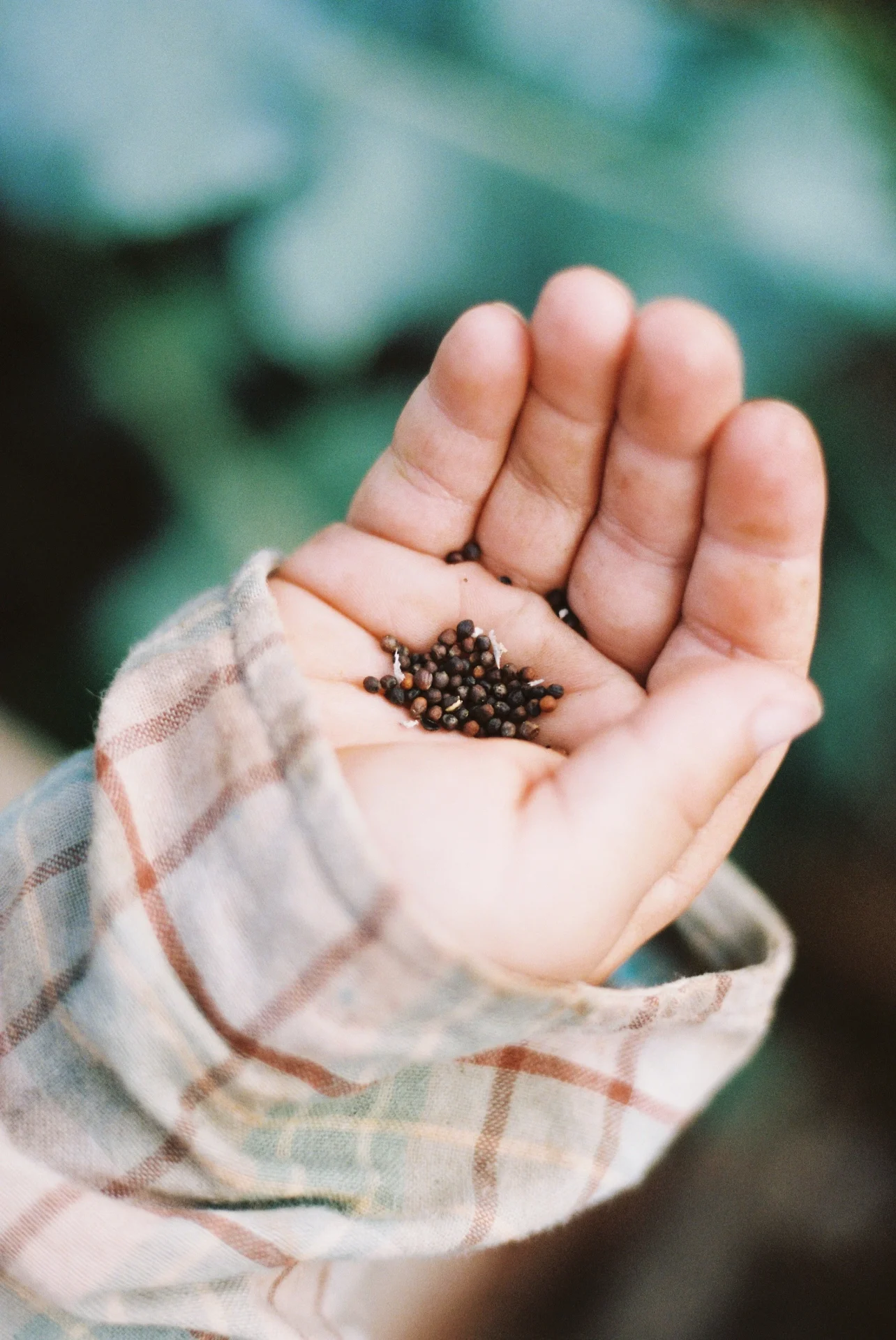 Be Particularly Cautious When Harvesting SeedsReviewed by Ben Lawson - Practical Garden Tips Editor Be Particularly Cautious When Harvesting SeedsReviewed by Ben Lawson - Practical Garden Tips Editor