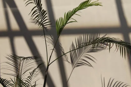 By Adjusting Issues Like Moisture Your Plant