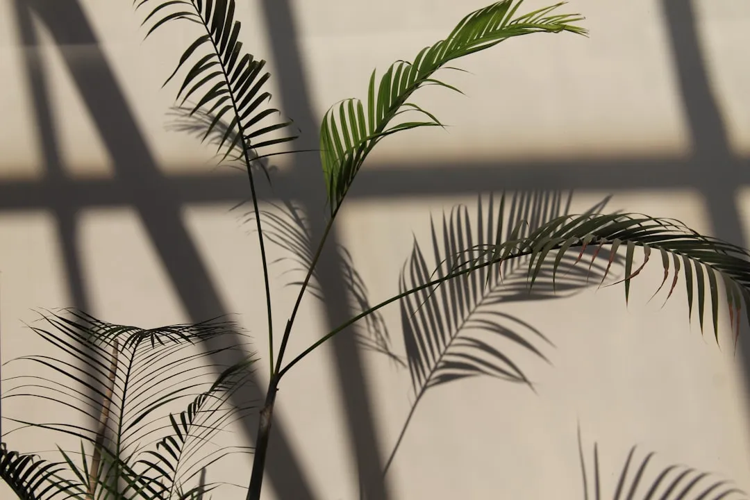 By Adjusting Issues Like Moisture Your Plant