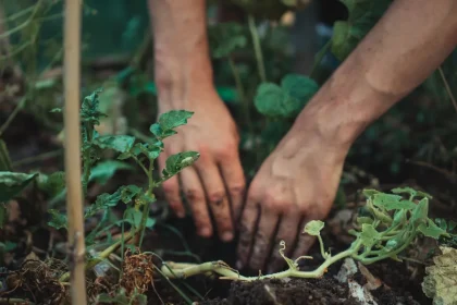 Choosing Good Are Home Gardens Good For The Environment