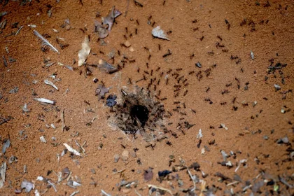 Create A Termite Damage Vs Water Damage Your Parents Can Be Proud Of