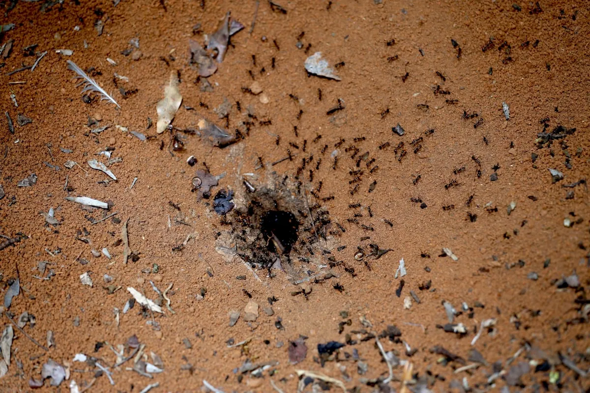 Create A Termite Damage Vs Water Damage Your Parents Can Be Proud OfReviewed by Madison Clark - Interior Layout Reviewer Create A Termite Damage Vs Water Damage Your Parents Can Be Proud OfReviewed by Madison Clark - Interior Layout Reviewer