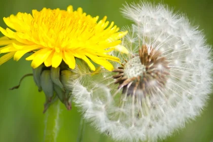 Dandelions Are Often Viewed As Weeds