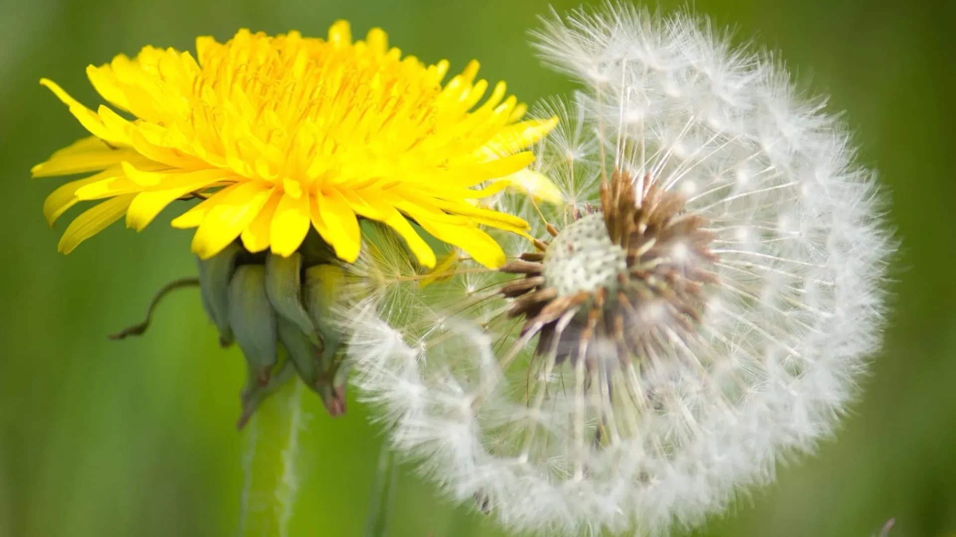 Dandelions Are Often Viewed As WeedsReviewed by Hannah Price - Outdoor Basics Reviewer Dandelions Are Often Viewed As WeedsReviewed by Hannah Price - Outdoor Basics Reviewer