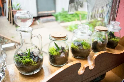 Do you want Extra Ordinary Ideas in Gardening Suggestions?