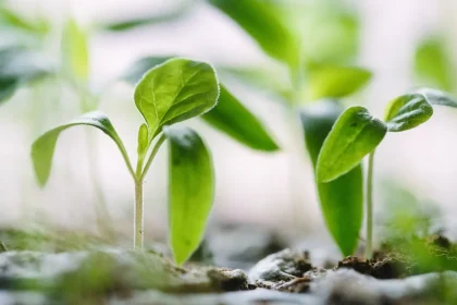 Eco And Natural Colleges