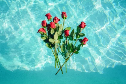 Extra Note Plant Roses in your Home Garden