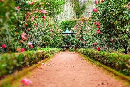 Harvesting Green Profits: Can Home Gardens Really Save the Environment?