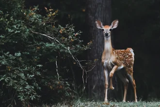How To Draw Wildlife Into Your Backyard