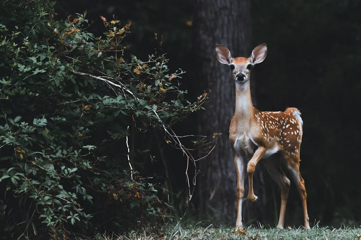 How To Draw Wildlife Into Your BackyardReviewed by Erin Wallace - Plant Care Editor How To Draw Wildlife Into Your BackyardReviewed by Erin Wallace - Plant Care Editor