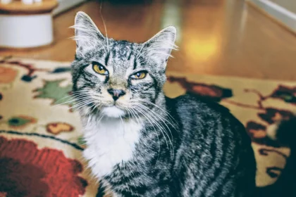 How to Repair Carpet Damage by Pets