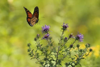 Ko Samui Flower & Butterfly Garden: The Very Best Spot To Experience Nature